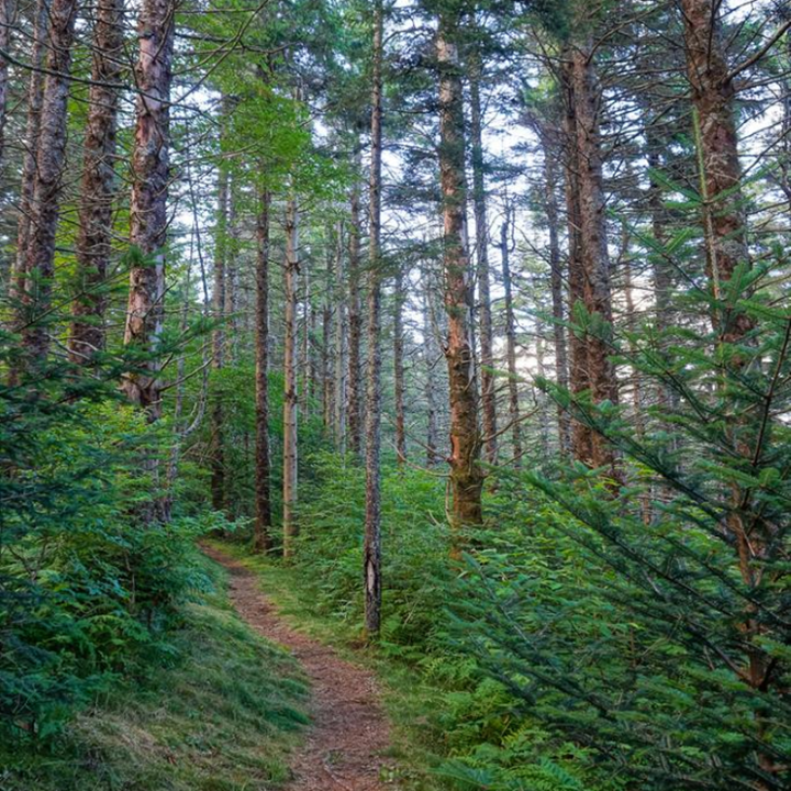 Winding path through a dense forest with tall trees and green undergrowth.