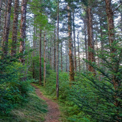 Winding path through a dense forest with tall trees and green undergrowth.