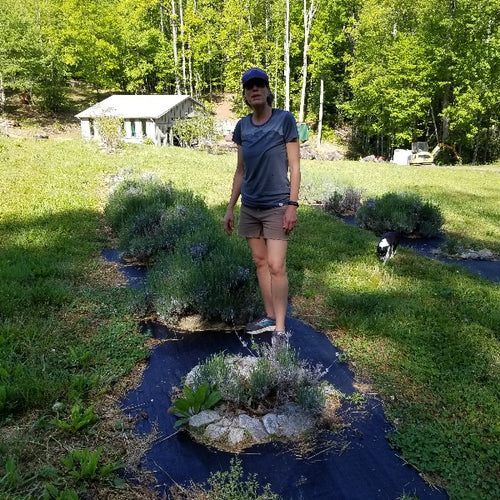 Lavender with Amy ready to harvest