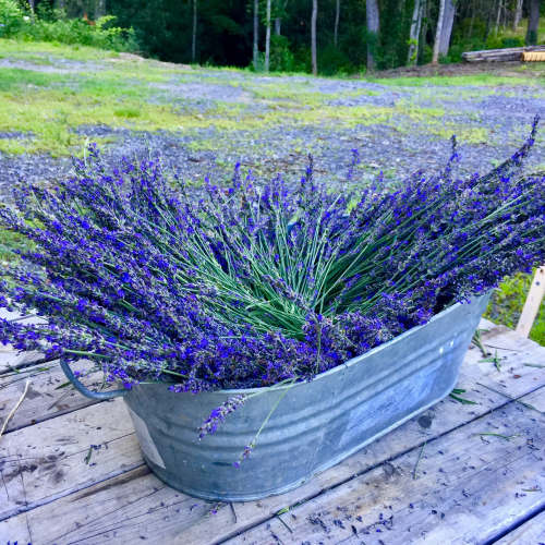 Vacation Rental Amenities - Lavender Sachet